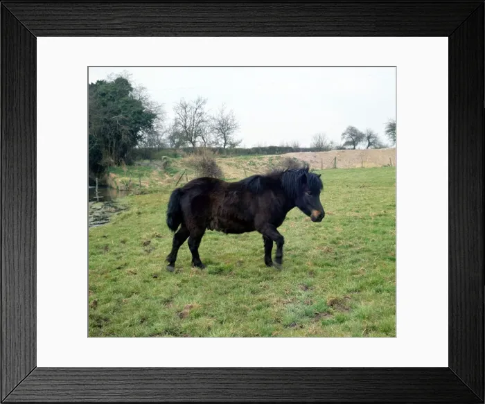 Framed Print : A Shetland Pony in the fields June 1968 Framed Print : A Shetland Pony in the fields June 1968