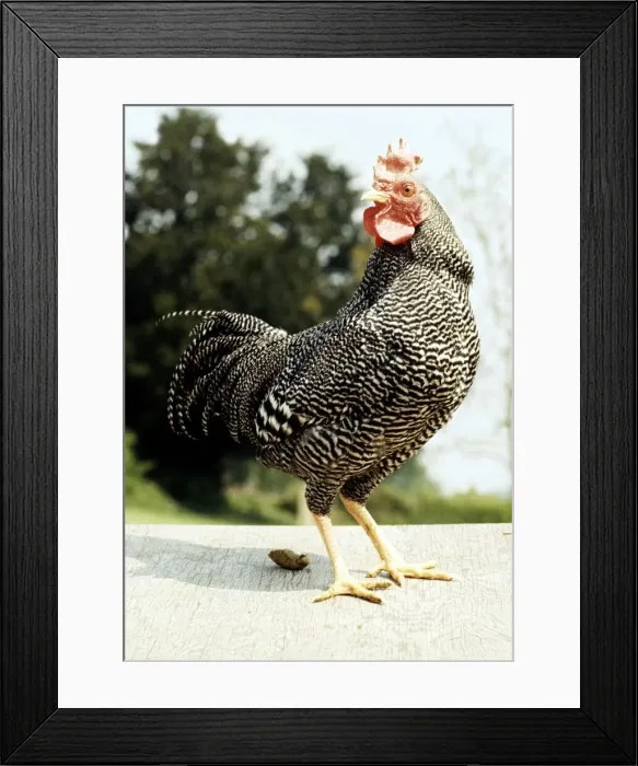 Framed Print : A Barred Plymouth Rock Chicken February 1989