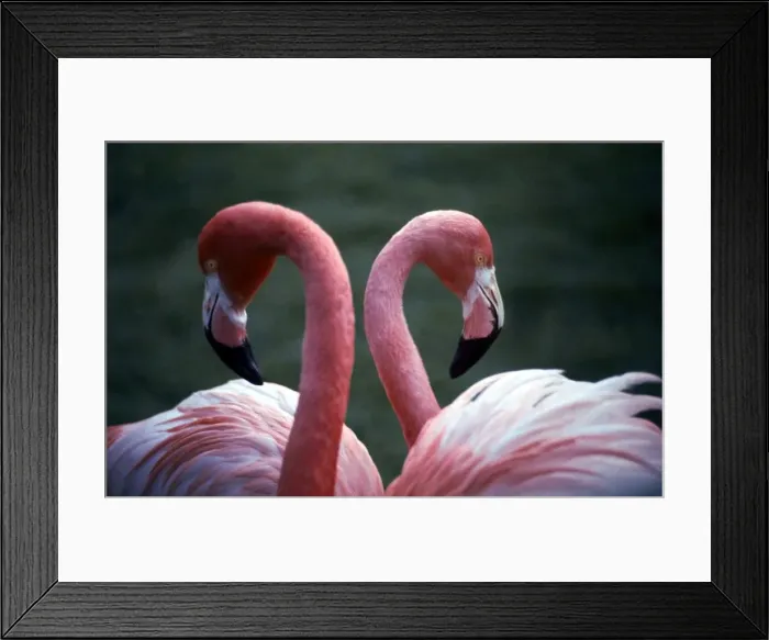 Framed Print : Flamingoes at Western Underwood Zoo December 1979 Framed Print : Flamingoes at Western Underwood Zoo December 1979