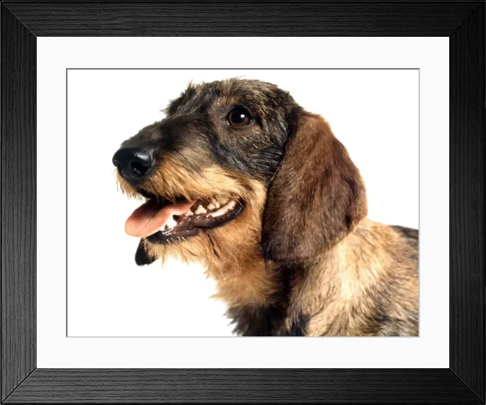 Framed Print : Portrait of a dachshund dog june 1987 Framed Print : Portrait of a dachshund dog june 1987