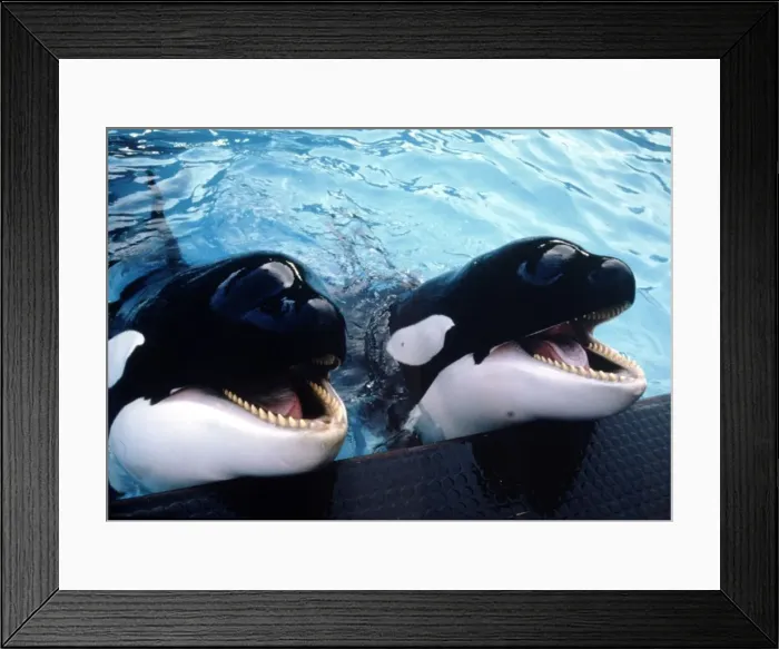 Framed Print : Killer whales Winnie and Nemo at Windsor Safari Park April 1986 Framed Print : Killer whales Winnie and Nemo at Windsor Safari Park April 1986