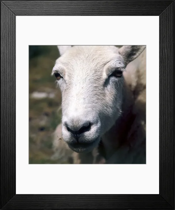 Framed Print : Close up of a sheep on the hills near Radnorshire in Wales April 1990