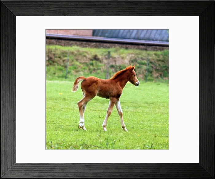 Framed Print : A young pony foal in the fields June 1968 Framed Print : A young pony foal in the fields June 1968