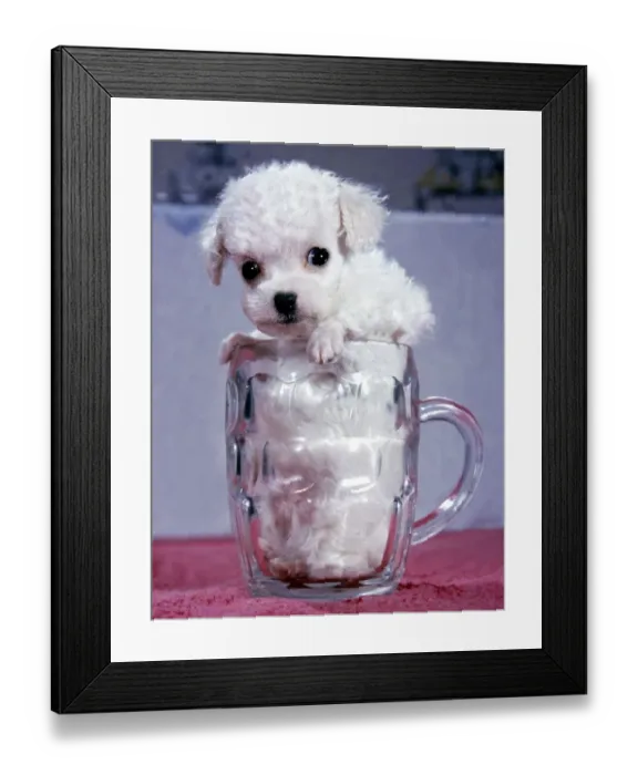 Framed Print : Premature born toy poodle Pippin, born 10 days early owned by Edward Wilkinson