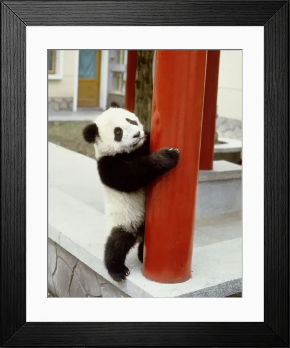 Framed Print : Lan Tian the giant panda at Wolong Panda Reserve in China November 1987 Framed Print : Lan Tian the giant panda at Wolong Panda Reserve in China November 1987