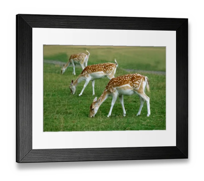 Framed Print : Fallow deer eating grass in the fields January 1980 Framed Print : Fallow deer eating grass in the fields January 1980