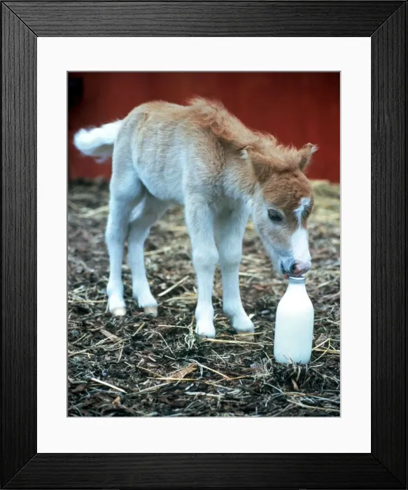 Framed Print : Fanfare the world smallest horse only 14 inches high and weighs 20lbs Framed Print : Fanfare the world smallest horse only 14 inches high and weighs 20lbs