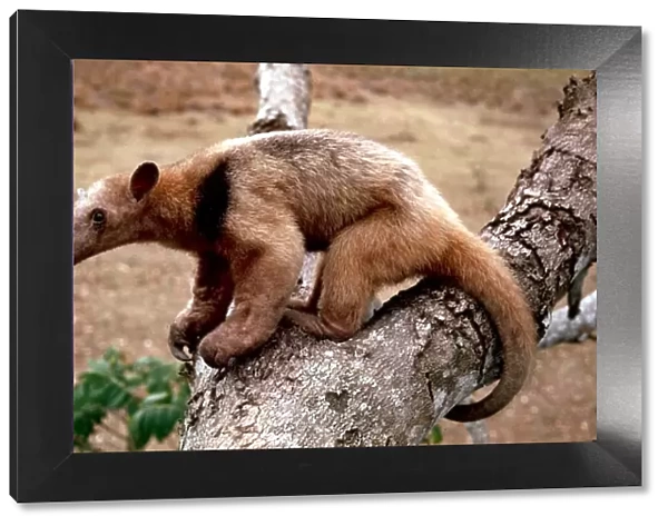 A collared anteater of the Amazon rainforest January 1990