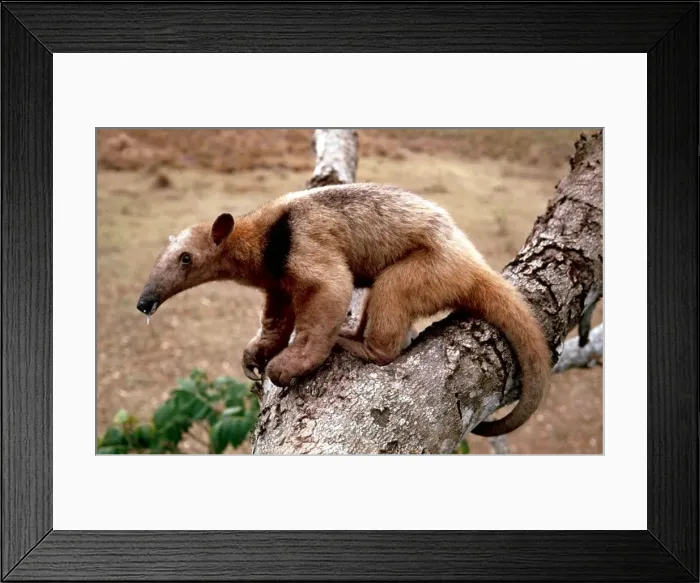 Framed Print : A collared anteater of the Amazon rainforest January 1990 Framed Print : A collared anteater of the Amazon rainforest January 1990