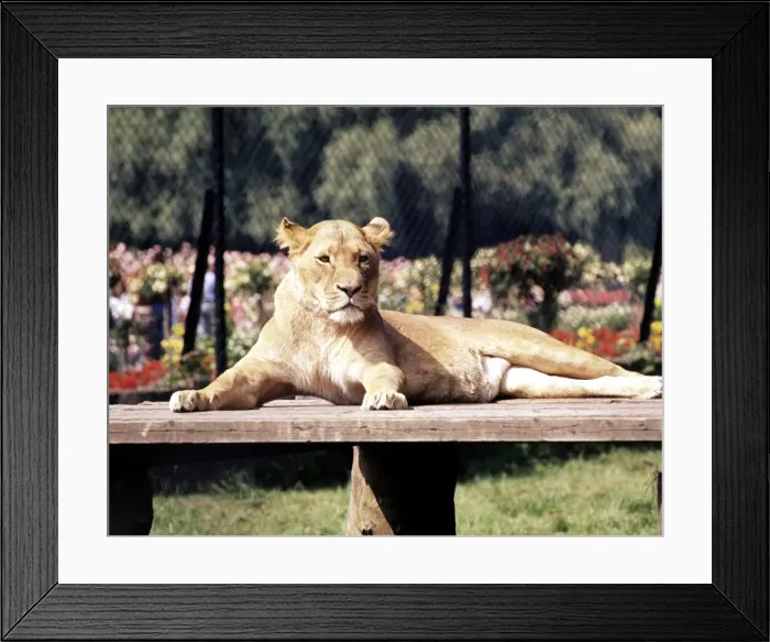 Framed Print : A lioness lying on a bench at Chester Zoo 1977 Framed Print : A lioness lying on a bench at Chester Zoo 1977