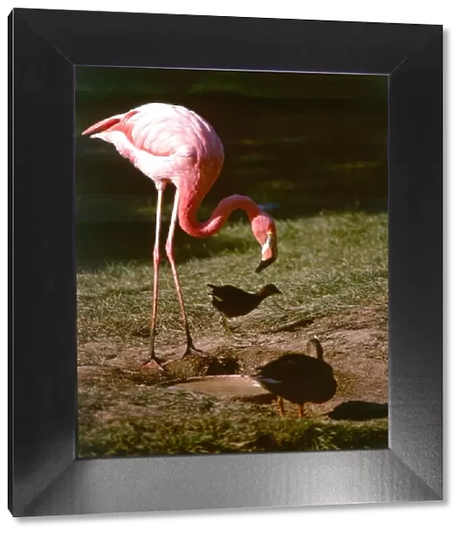 A flamingo at Chester Zoo October 1977