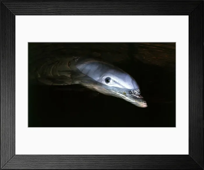 Framed Print : A porpoise at Marineworld doing tricks Circa 1980 Framed Print : A porpoise at Marineworld doing tricks Circa 1980
