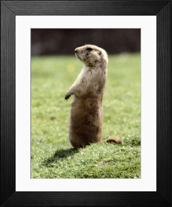 Framed Print : A marmot July 1981