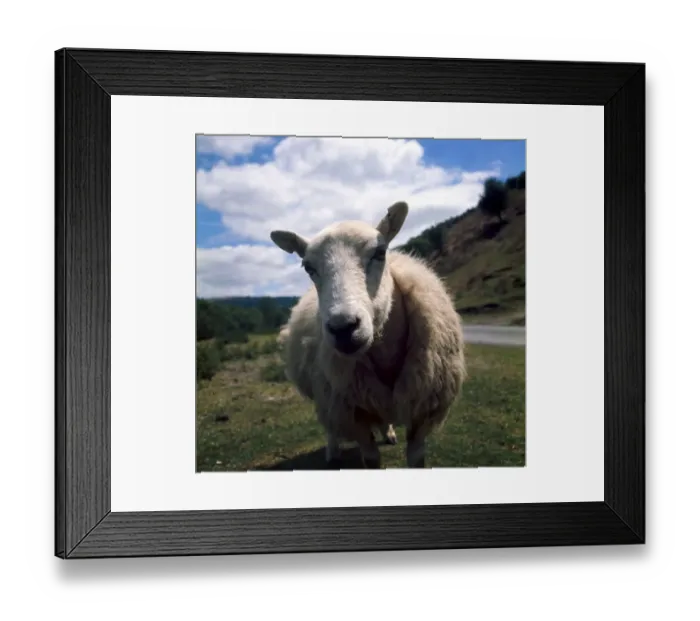 Framed Print : A sheep on the hills near Radnorshire in Wales looking in to the camera April