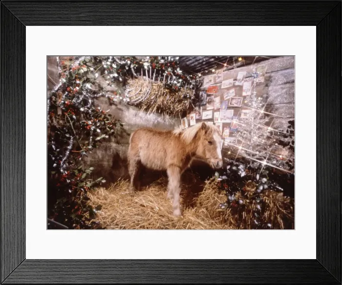 Framed Print : Sunday mirror pony Lucky pictured in a Christmas stable setting December 1982 Framed Print : Sunday mirror pony Lucky pictured in a Christmas stable setting December 1982
