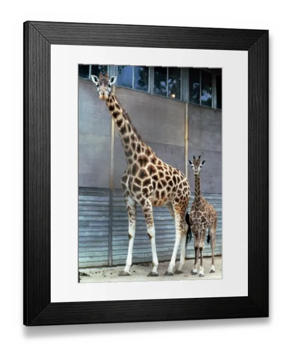 Framed Print : Anne the baby giraffe with her mother Dribbles at Marwell Zoo June 1987