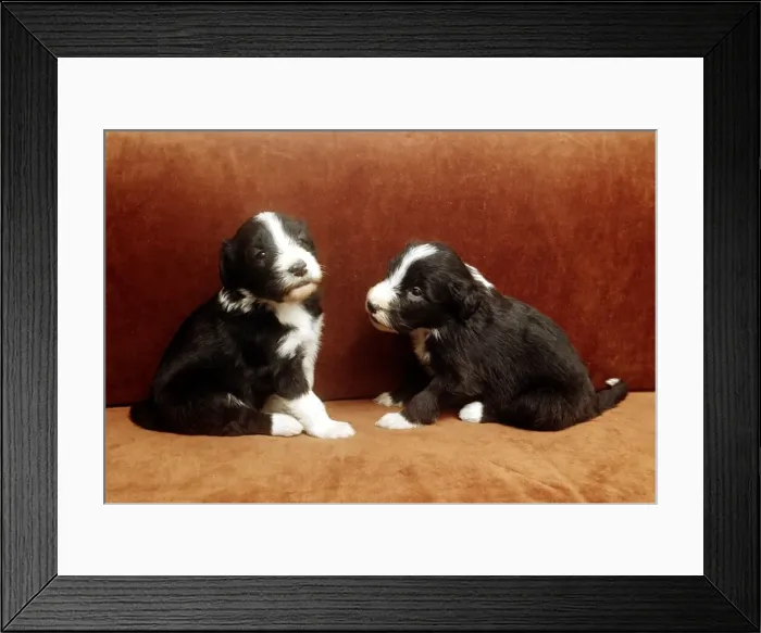 Framed Print : Two bearded collies puppies sitting on the settee June 1987 Framed Print : Two bearded collies puppies sitting on the settee June 1987