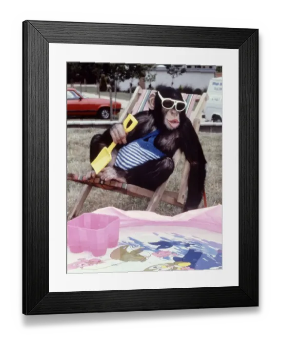 Framed Print : Jolly the chimp sitting in a deck chair enjoying the sun at Twycross Zoo February 1987 Framed Print : Jolly the chimp sitting in a deck chair enjoying the sun at Twycross Zoo February 1987
