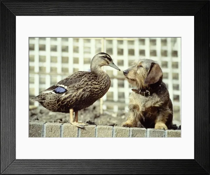 Framed Print : Ping the mallard duck with her friend Bramble the wire-haired dachshund owned by Mrs