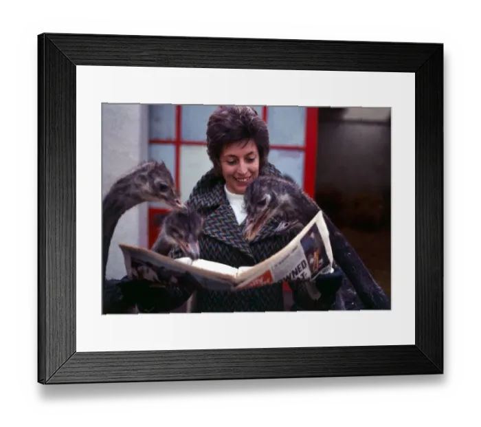 Framed Print : Mrs Louise Stephenson with her pet ostriches reading the newspaper at her home in