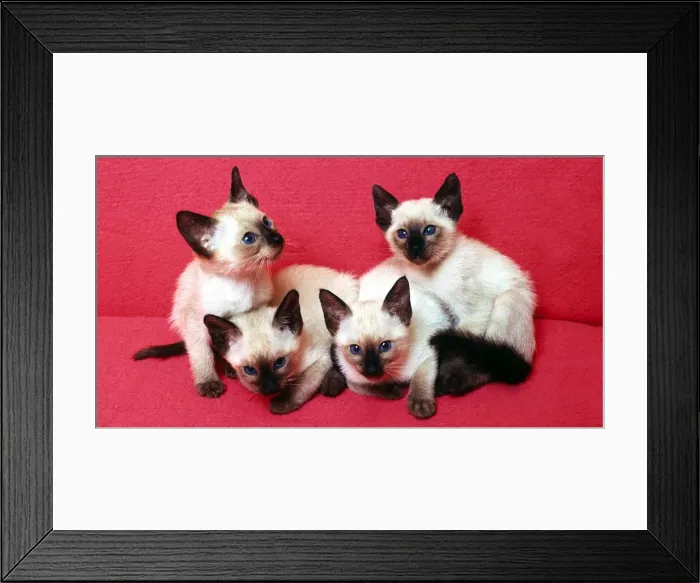 Framed Print : Seal point kittens February 1989 Framed Print : Seal point kittens February 1989
