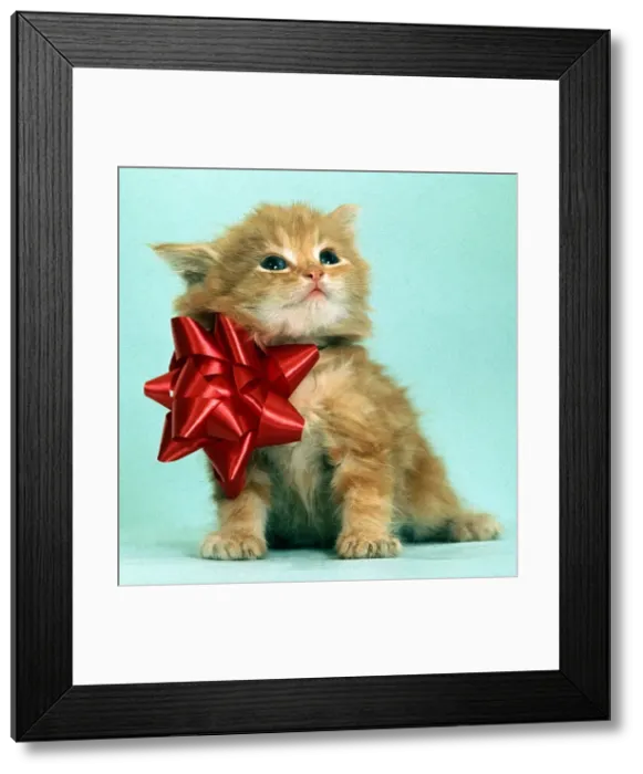 Framed Print : A cute kitten wearing an oversized red bow July 1968 Framed Print : A cute kitten wearing an oversized red bow July 1968