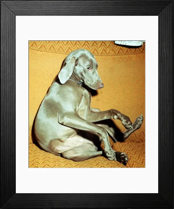 Framed Print : Nine month old Aristocratic dog Clea, a Wetmaraner which is a type of german sporting Framed Print : Nine month old Aristocratic dog Clea, a Wetmaraner which is a type of german sporting