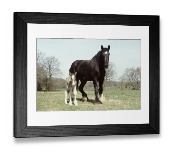 Framed Print : Four hours old shire colt foal with his mother Sarendon charm takes his first steps Framed Print : Four hours old shire colt foal with his mother Sarendon charm takes his first steps