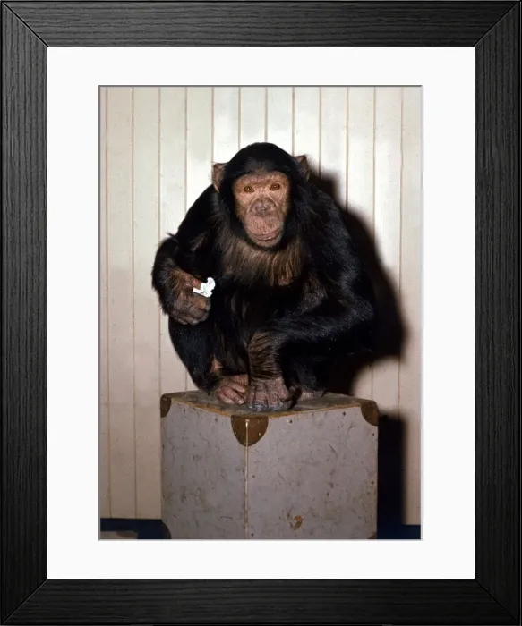 Framed Print : Chimpanzee sitting on a box at London Zoo Circa 1980 Framed Print : Chimpanzee sitting on a box at London Zoo Circa 1980