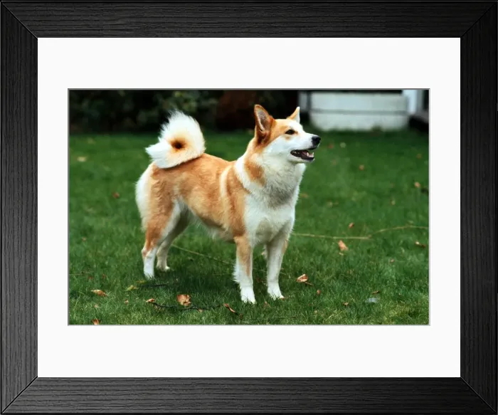 Framed Print : An Iceland dog June 1987 Framed Print : An Iceland dog June 1987