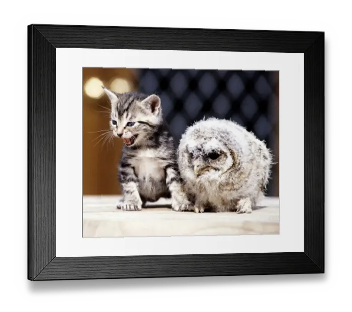 Framed Print : Four week old kitten with a baby tawny owl at Surrey Bird Rescue Centre at Chertsey June Framed Print : Four week old kitten with a baby tawny owl at Surrey Bird Rescue Centre at Chertsey June
