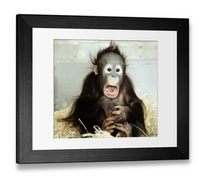 Framed Print : A baby orang-utan at London Zoo march 1984