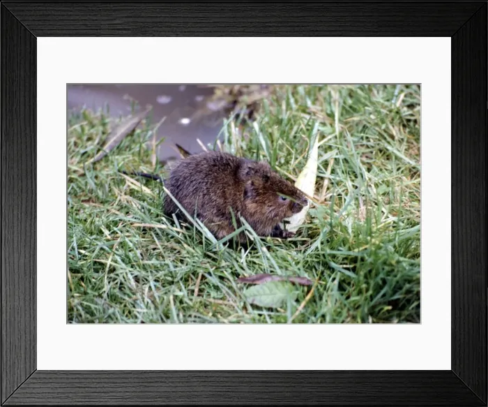 Framed Print : A water vole at Severn Wildfow Trust in Slimbridge Glocuestershire October 1980 Framed Print : A water vole at Severn Wildfow Trust in Slimbridge Glocuestershire October 1980