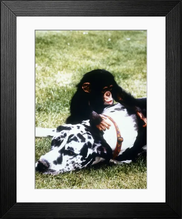 Framed Print : Freddie the Great Dane with Baby Chimp Teddy January 1995 Framed Print : Freddie the Great Dane with Baby Chimp Teddy January 1995