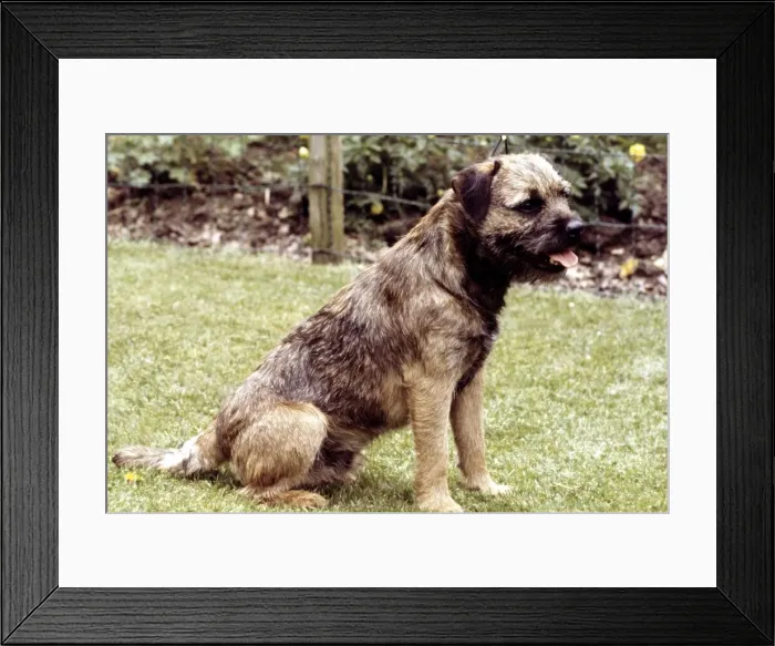 Framed Print : A Border Terrier Dog sitting down June 1987 Framed Print : A Border Terrier Dog sitting down June 1987