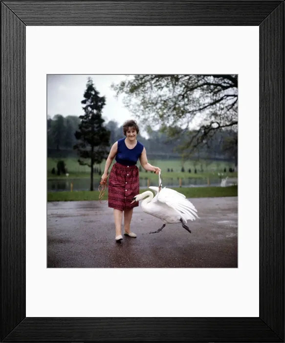 Framed Print : Mrs Jean Rubenius letting out her blind swan Lucifer on the river at Upper Basildon