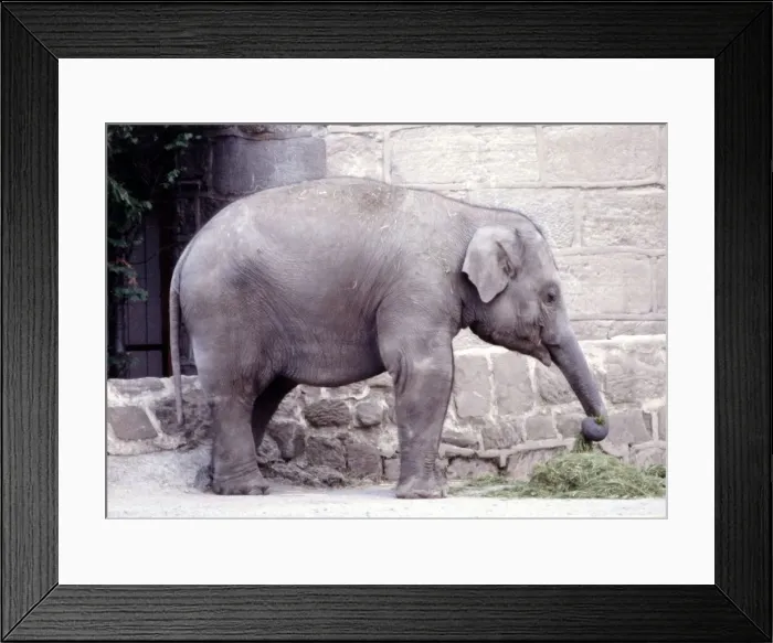Framed Print : An baby elephant at Chester Zoo August 1979 Framed Print : An baby elephant at Chester Zoo August 1979