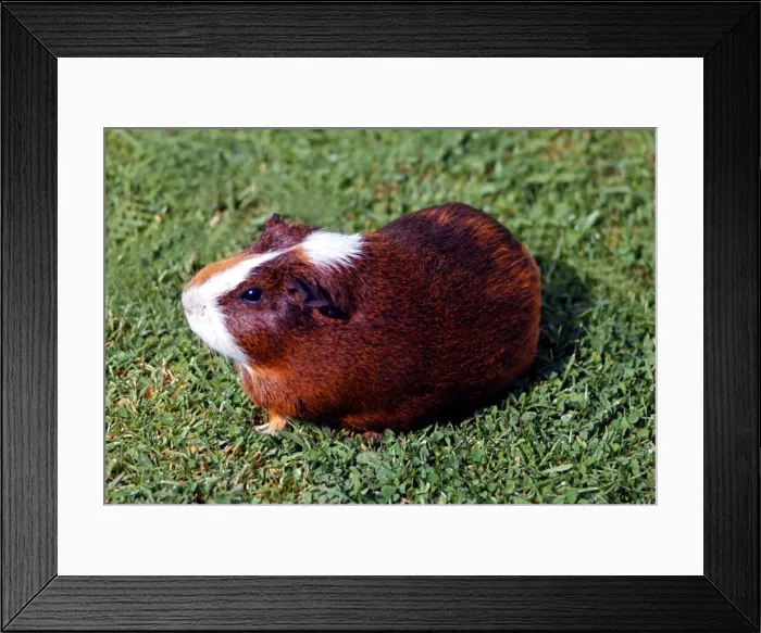 Framed Print : A Guinea pig sitting on the grass May 1968 Framed Print : A Guinea pig sitting on the grass May 1968