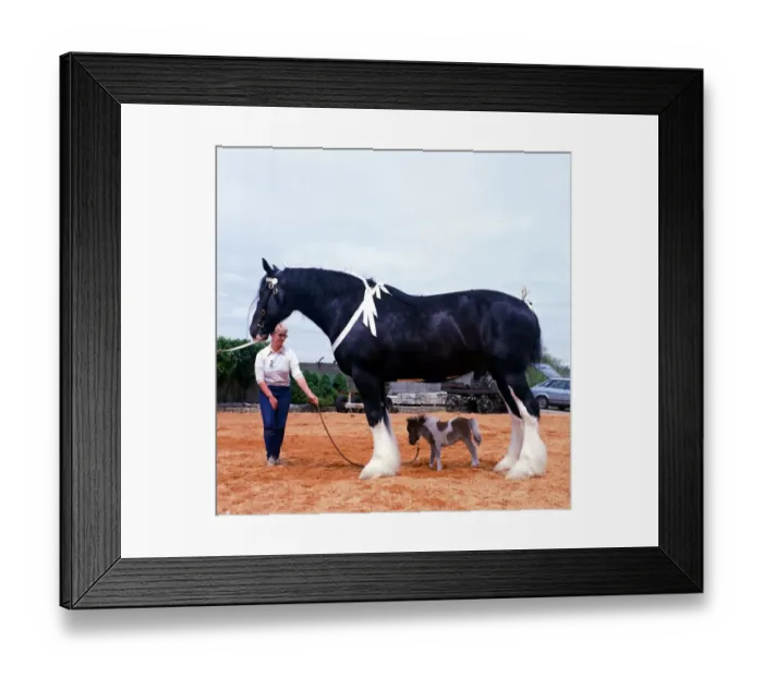 Framed Print : Shire horse Goliath meets miniature horse Bluebell June 1985
