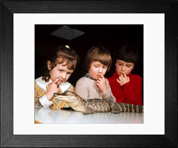 Framed Print : School children studying a baby alligator in a zoology lesson at Bent Primary School in Framed Print : School children studying a baby alligator in a zoology lesson at Bent Primary School in