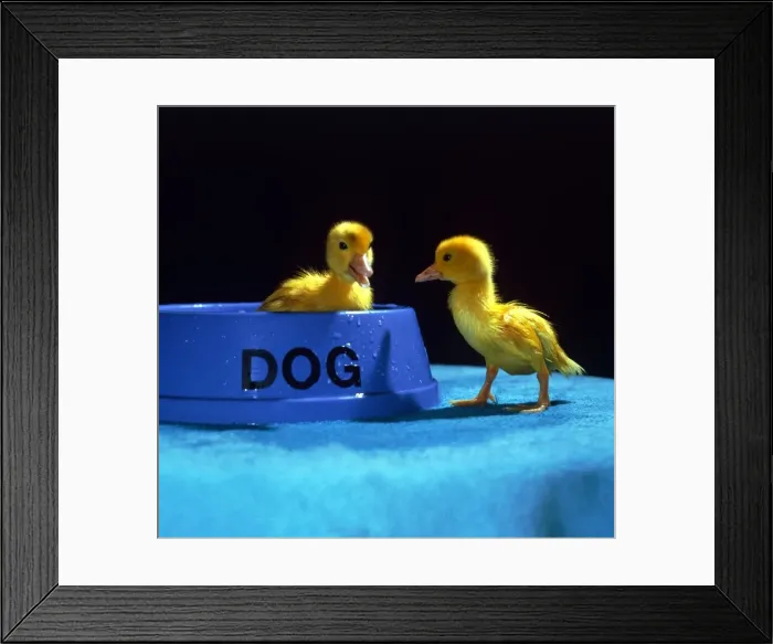 Framed Print : Two cute fluffy Muscovy ducklings playing in the dogs dinner bowl at kilverstone Wildlife