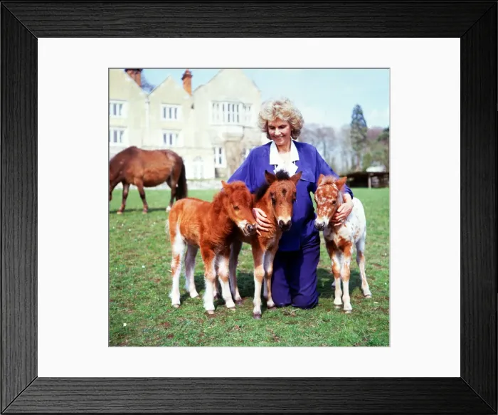 Framed Print : Lady Fisher with falabellas at Kilverstone Wildlife Park January 1987 Framed Print : Lady Fisher with falabellas at Kilverstone Wildlife Park January 1987