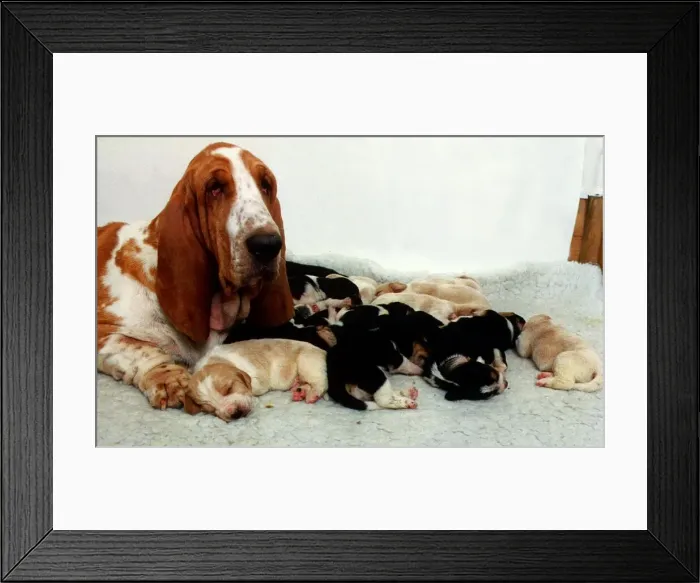 Framed Print : Bassett Hound with her Puppies December 1995 Framed Print : Bassett Hound with her Puppies December 1995