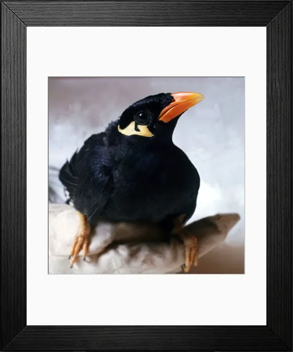 Framed Print : A mynah bird perched on a branch February 1989 Framed Print : A mynah bird perched on a branch February 1989