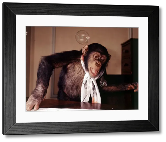 Framed Print : A chimpanzee at Bellue Vue Zoo blowing bubbles January 1968 Framed Print : A chimpanzee at Bellue Vue Zoo blowing bubbles January 1968