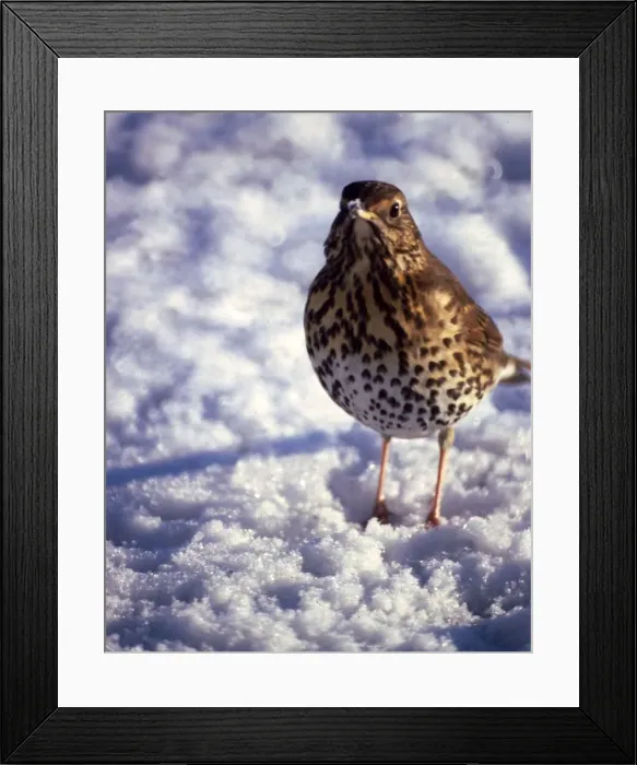 Framed Print : A thrush in the snow December 1979