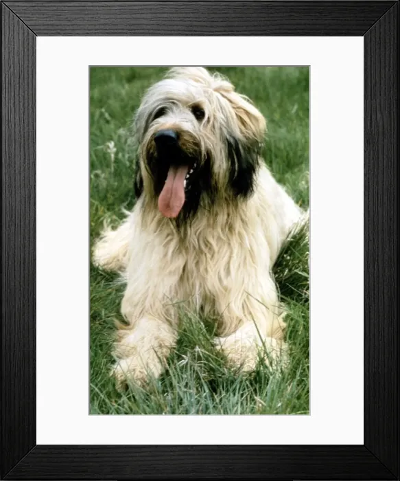 Framed Print : A Briard dog sitting with his tongue hanging out june 1987