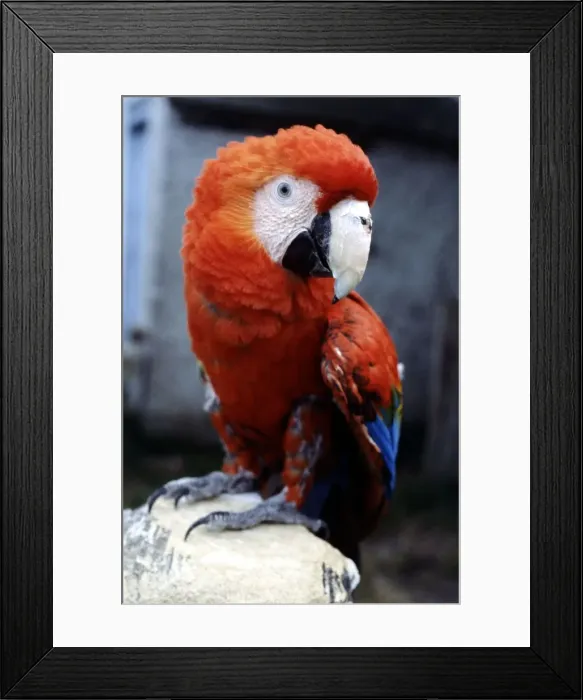 Framed Print : Sam the 2 year old American macaw perched on a deckchair July 1979 Framed Print : Sam the 2 year old American macaw perched on a deckchair July 1979