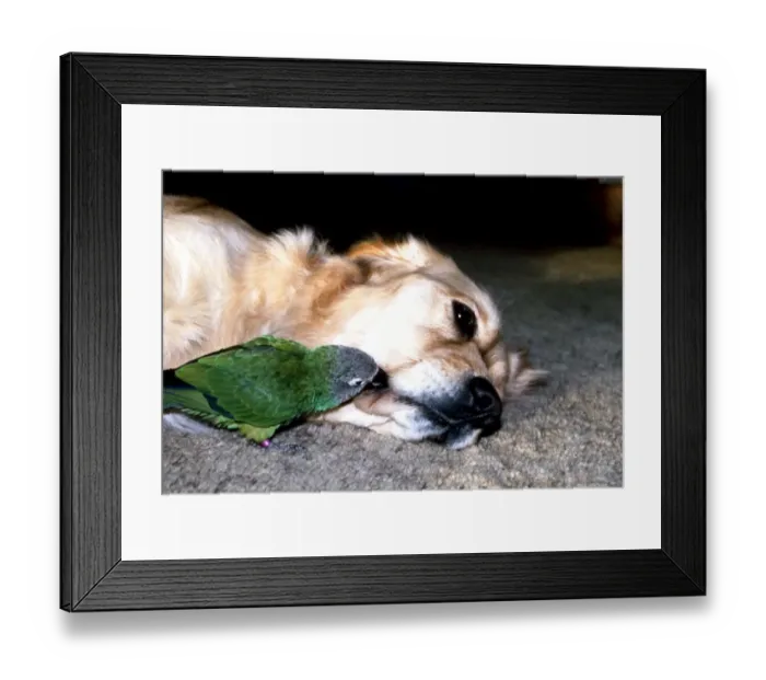 Framed Print : Carrie the Budgie and Mr Magoo the Golden Retriever get some rest February 1990 Framed Print : Carrie the Budgie and Mr Magoo the Golden Retriever get some rest February 1990