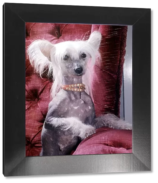 A Chinese crested dog owned by Mrs Dorothy tayler of Wembley wearing a necklace October
